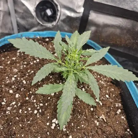 Critical orange punch