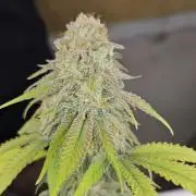 Three Sisters and a Tourist