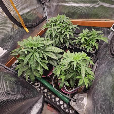 First Time in Coco... Send Help