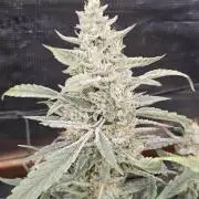 First Time in Coco... Send Help