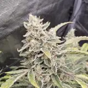 First Time in Coco... Send Help