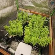 Three Sisters and a Tourist