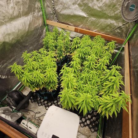 Three Sisters and a Tourist