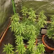 Three Sisters and a Tourist