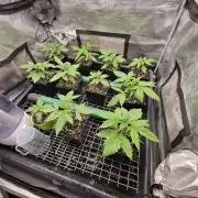 Gorilla cookies FF