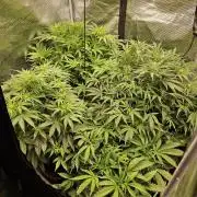 First Time in Coco... Send Help