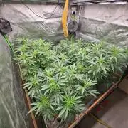 Three Sisters and a Tourist