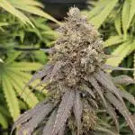 critical orange punch blooming