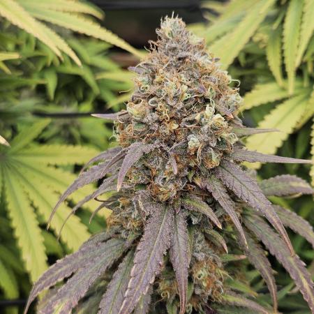 critical orange punch blooming