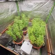 Three Sisters and a Tourist