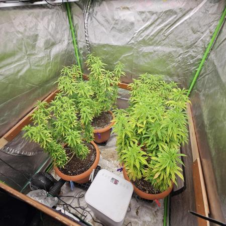 Three Sisters and a Tourist