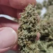 First Time in Coco... Send Help