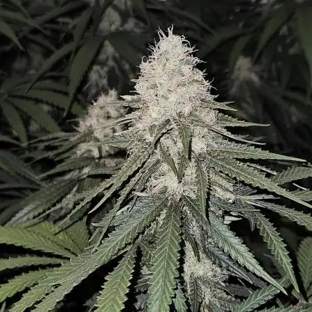 critical orange punch blooming