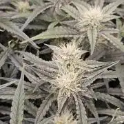 First Time in Coco... Send Help