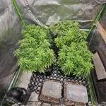 Three Sisters and a Tourist