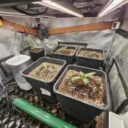 First Time in Coco... Send Help