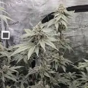 A Mindful Grow: Mental Rainbow
