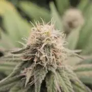 Three Sisters and a Tourist