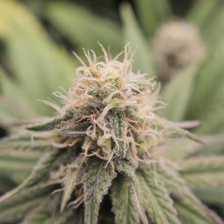 Three Sisters and a Tourist