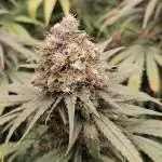 critical orange punch blooming