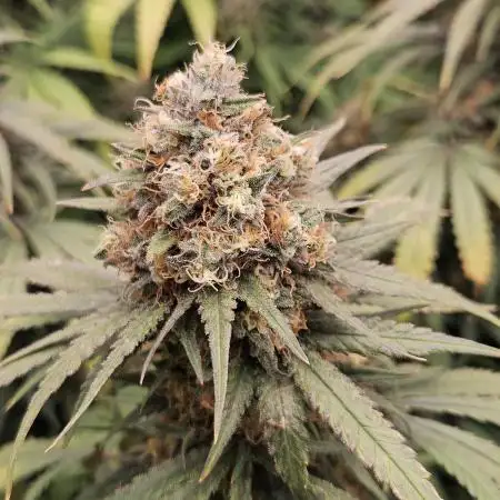 critical orange punch blooming