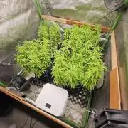 Three Sisters and a Tourist