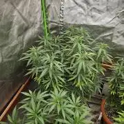 Three Sisters and a Tourist