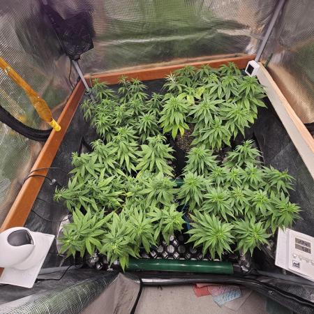 Three Sisters and a Tourist