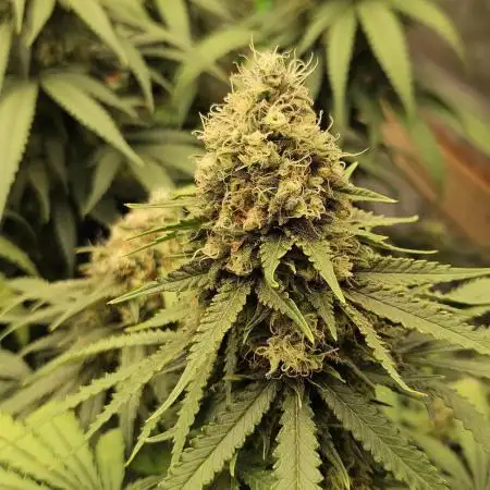 critical orange punch blooming