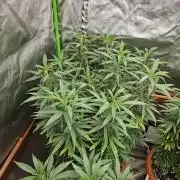 Three Sisters and a Tourist