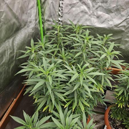 Three Sisters and a Tourist