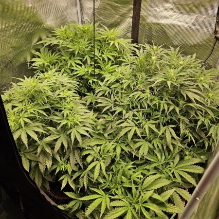 First Time in Coco... Send Help