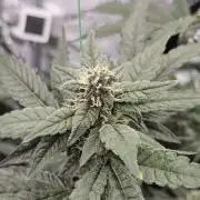 A Mindful Grow: Mental Rainbow