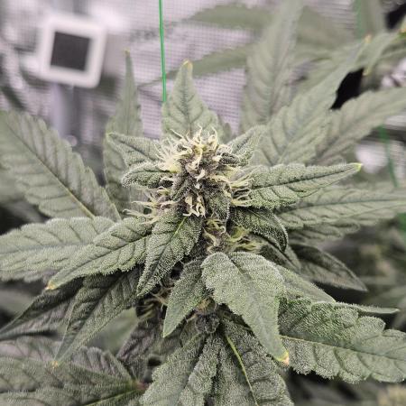 A Mindful Grow: Mental Rainbow