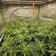 Three Sisters and a Tourist