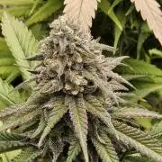 Three Sisters and a Tourist