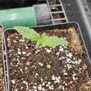 Gorilla cookies FF