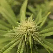 Three Sisters and a Tourist