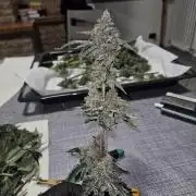 A Mindful Grow: Mental Rainbow