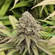 Three Sisters and a Tourist