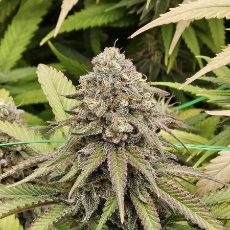 Three Sisters and a Tourist