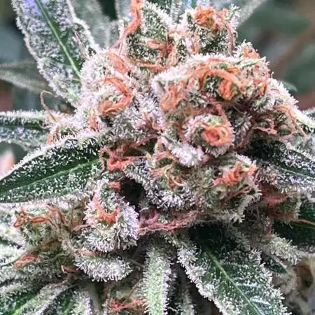 Triple Cheese - Living Soil -