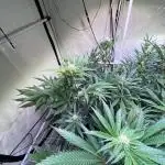 Bakerman - Living Soil -