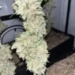 Triple Cheese - Living Soil -