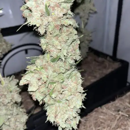 Triple Cheese - Living Soil -