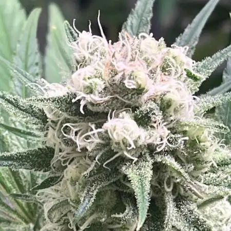 Bakerman - Living Soil -