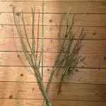 Bakerman - Living Soil -