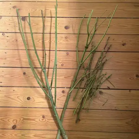 Bakerman - Living Soil -