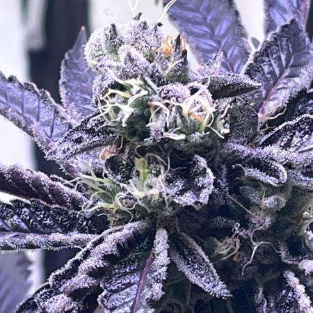 Bakerman - Living Soil -