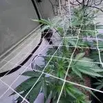 Bakerman - Living Soil -